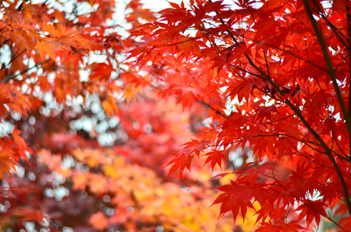 red maple leaves