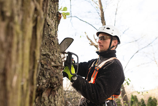 What Is an ISA-Certified Arborist, and Why Should I Work With One? - All  The Above Tree Services