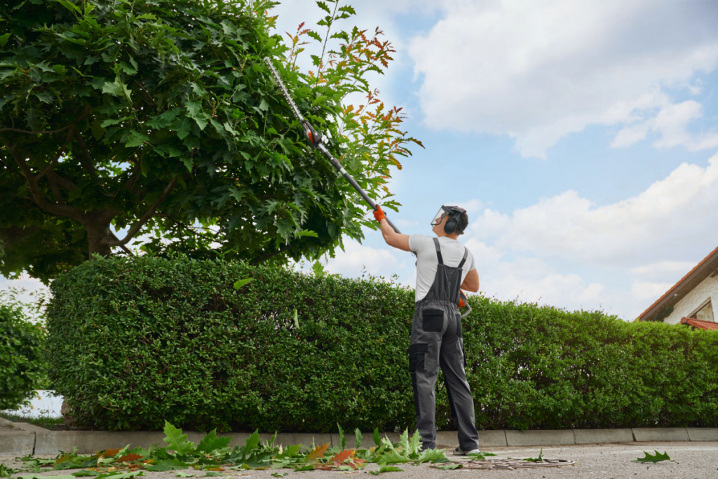 Man pruning a tree in action