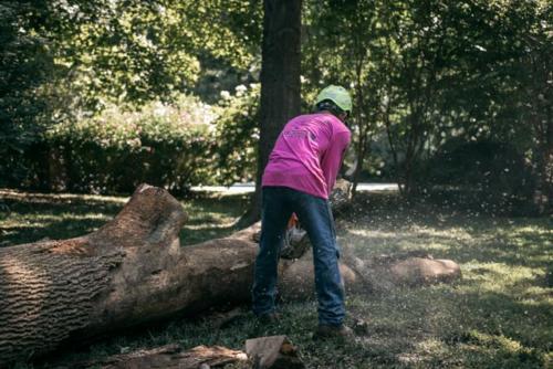 tree that fell
